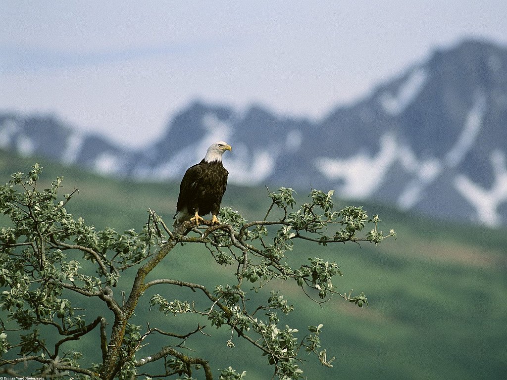 On Guard, Bald Eagle, Alaska